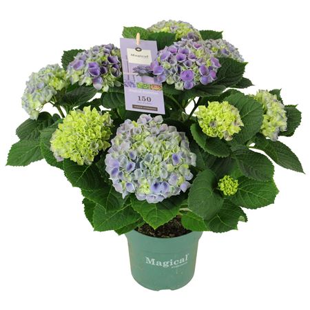 Hydrangea Ma Magical Evolution Blue 9+