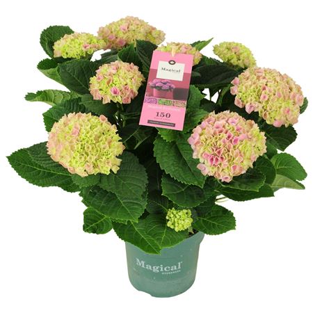 Hydrangea Ma Magical Evolution Pink 7+