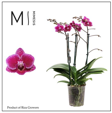 Phal 3st Hornglin 30+ (mimesis)