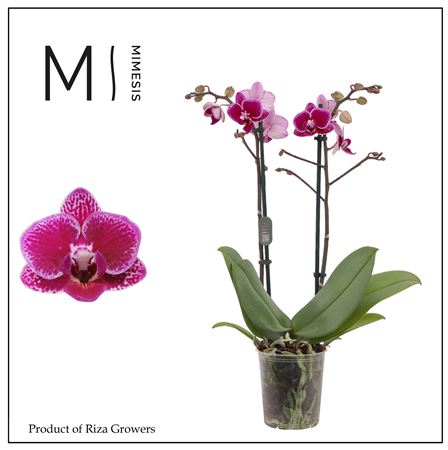 Phal 2st Hornglin 16+