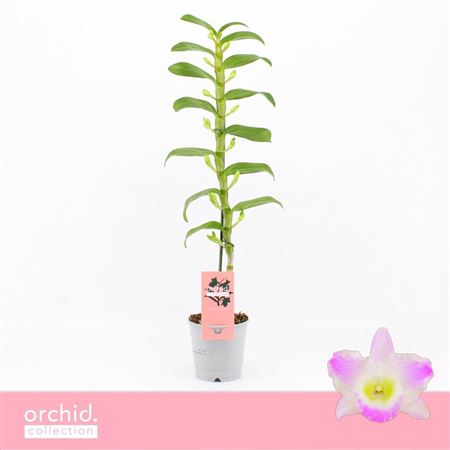 Dendr Nob 1st Pandora Orchid Collection