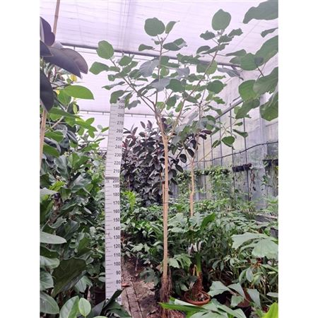 Ficus Auriculata Everest On Stem