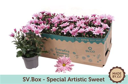 Chrysant Special Artistic Sweet In Sv.box