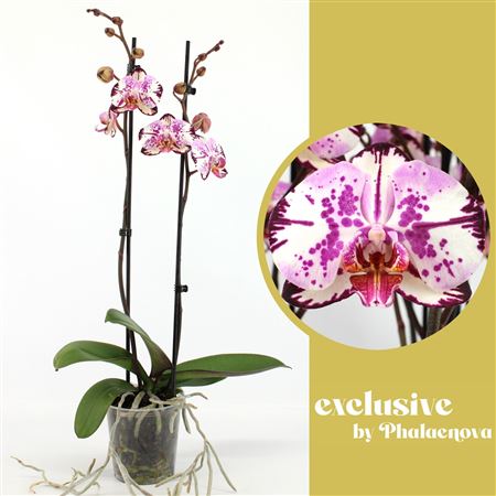 Phal 2st Magic Art 14+ (phalaenova)