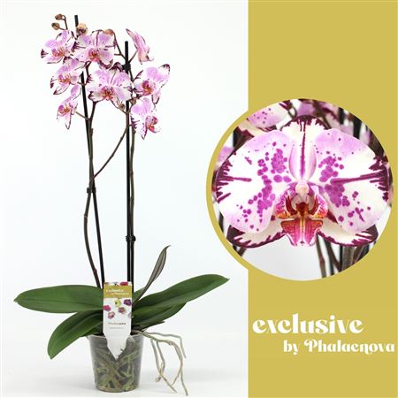 Phal 2st Magic Art 14+ (phalaenova)