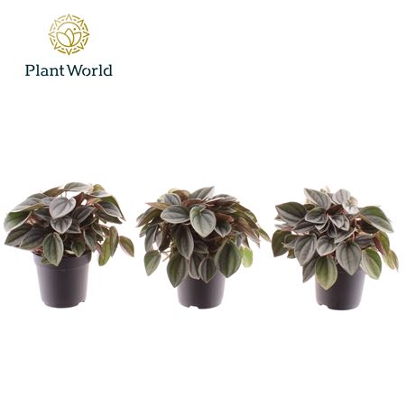 Peperomia Napoli Nights (decorum)