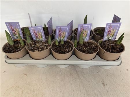 Calanthe Mix Zonder Potcover