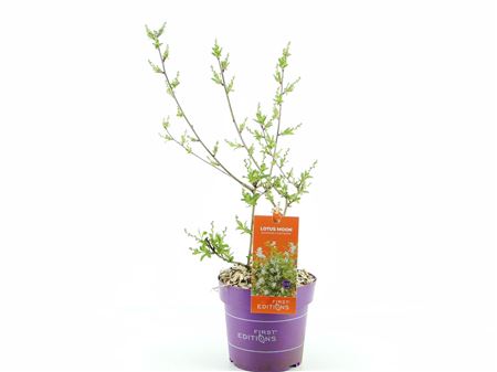 Exochorda Lotus Moon