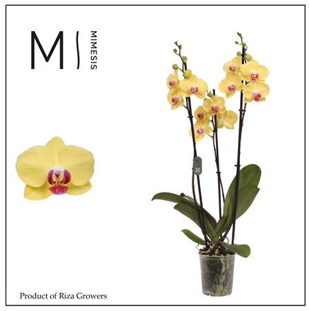 Phalaenopsis Miraflore 3 Spike - 12cm | Mimesis