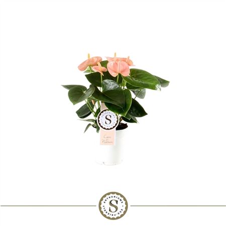 Anth An Spirit 4+ (столк)