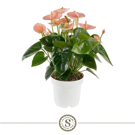 Anth An Spirit 7+ (stolk)