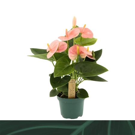 Anth An Spirit 3+ (amazone)