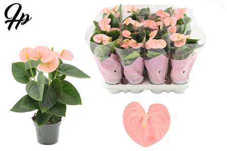 Anthurium 9 Spirit In Couture Sleeve