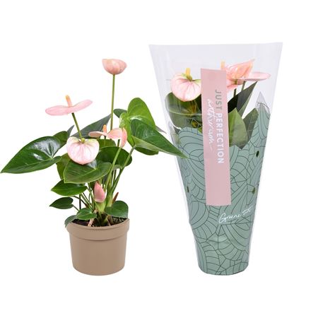 Anth An Spirit Just 3+ Perfection (xl-flowers)