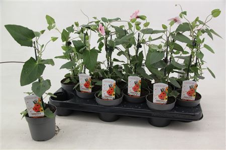 Thunbergia Alata Rose Sensation
