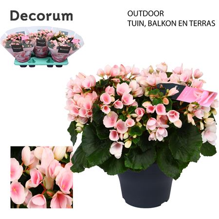 Begonia Betulia Light (decorum)