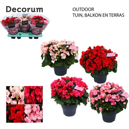 Begonia Betulia Mix Outdoor (decorum)