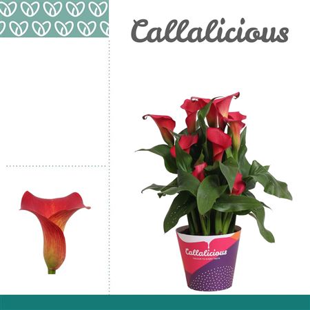 Zantedeschia Red Potcover