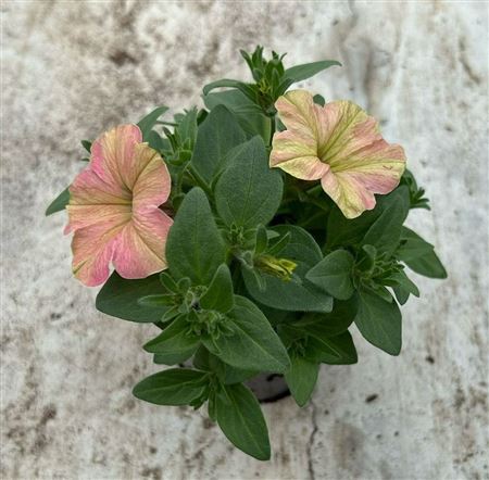 Petunia Tea Flamingo
