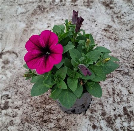 Petunia Tea Pink