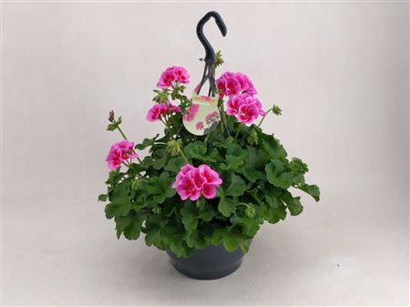 Pelargonium Marcada Pink/purple