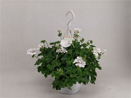 Pelargonium Marcada White