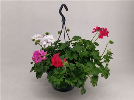 Pelargonium Marcada Mix