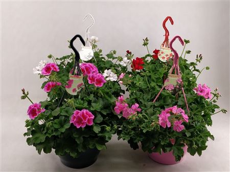 Pelargonium Marcada Mix
