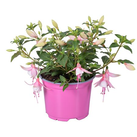 Fuchsia Bella Lisa