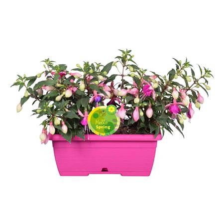 Fuchsia Bella In Duo Pot Pink