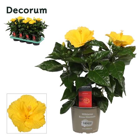 Hibiscus Aura Yellow 4pp (decorum)