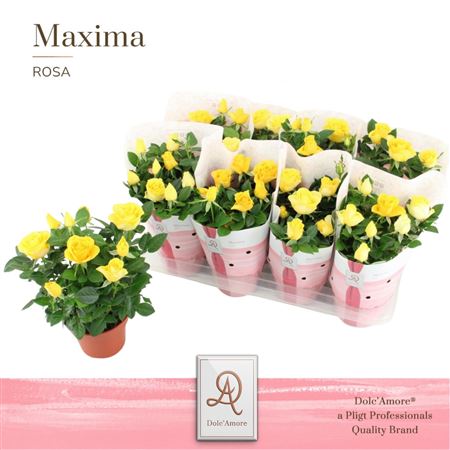 Rosa Yellow Maxima (dolc'amore)