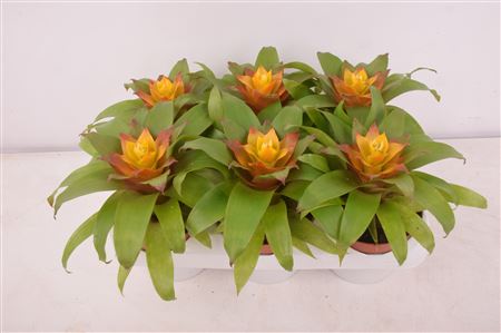 Guzmania Fairy