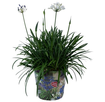 Agapanthus Summer Lovet Duo
