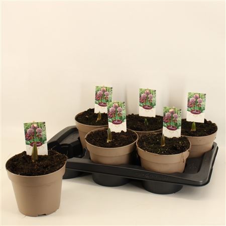 Allium Lucky Balloons