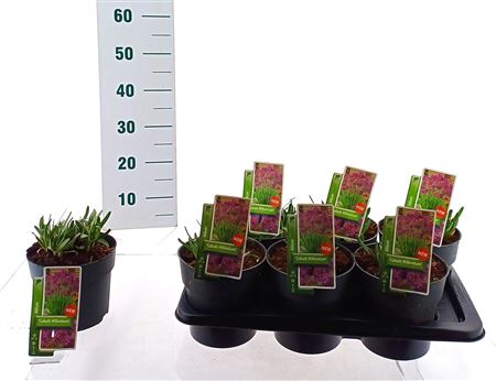 Allium Cobalt Millenium