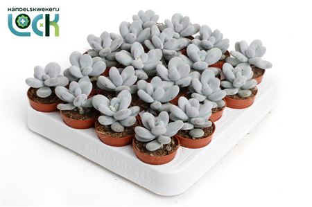 Pachyphytum Oviferum