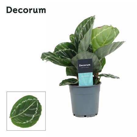 Calathea Grimson Green (decorum)