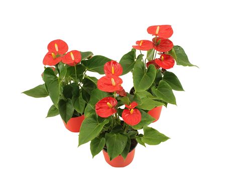 Anth An Pura Jasja 5+