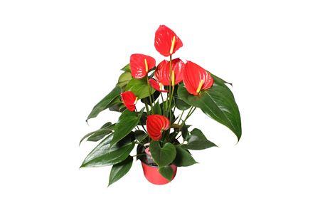 Anth An Hello Merlot 4+