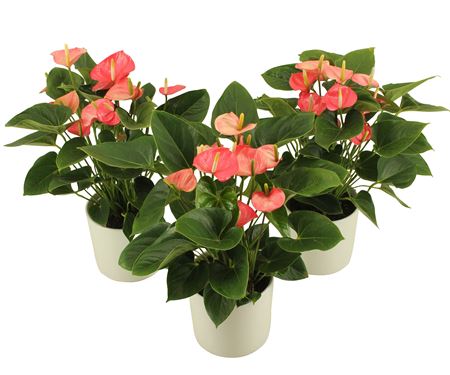 Anth An Paris Pink 5+