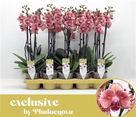 Phal 2st Pirate Picotee Peloric