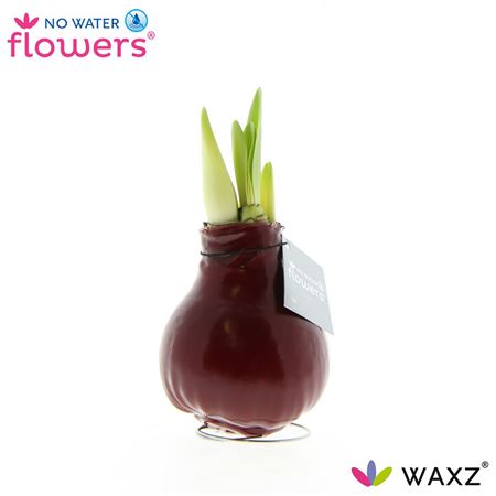 Hipp Wax Bordeaux