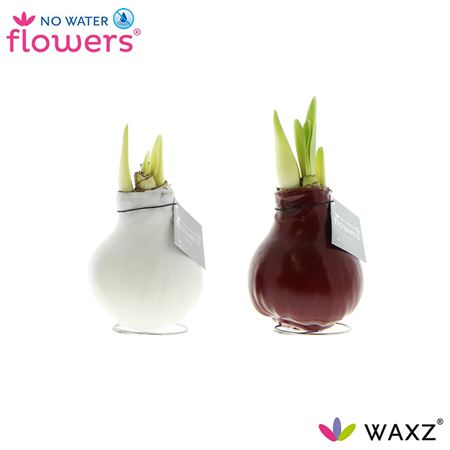 Hipp Wax Color Mix