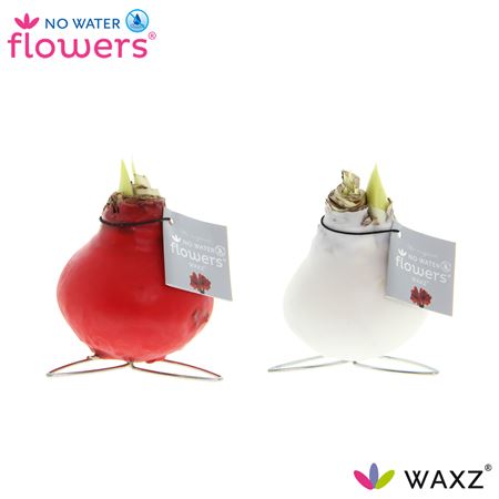 Hipp Wax Kolibri Mix
