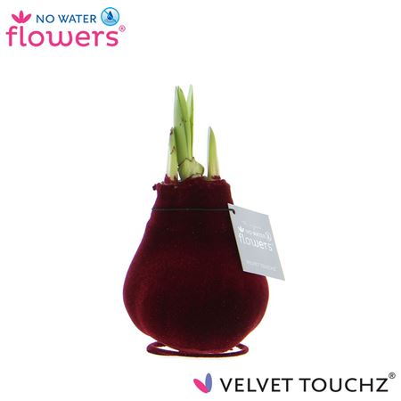 Hipp Wax Velvet Bordeaux
