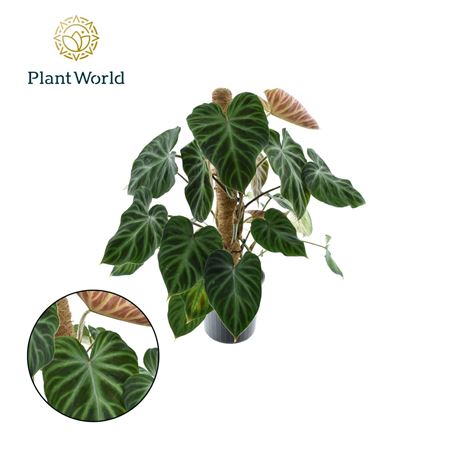 Philodendron Verrucosum Mosstok