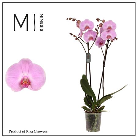 Phal 2st Elion 16+ Mimesis
