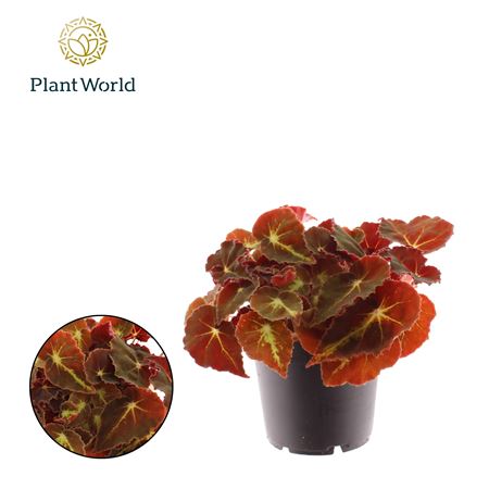 Бегония Рекс Монтуно