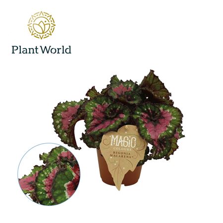 Begonia Rex Macarena